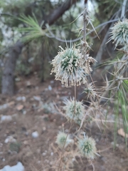 Echinops spinosissimus