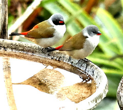 Coccopygia melanotis