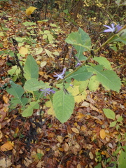 Cicerbita prenanthoides