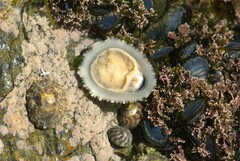 Patella ulyssiponensis