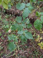 Rubus polonicus