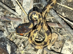 Pareas formosensis