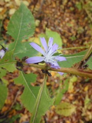 Cicerbita prenanthoides