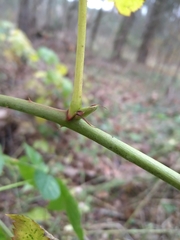 Rubus polonicus
