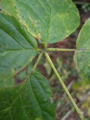 Rubus polonicus