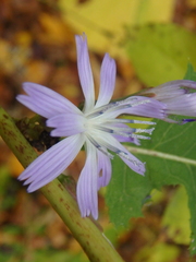 Cicerbita prenanthoides