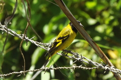 Spinus magellanicus