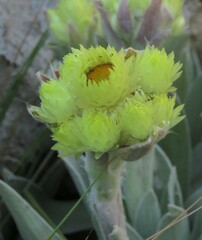 Helichrysum foetidum