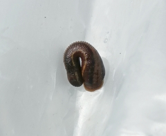 Haemadipsa zeylanica