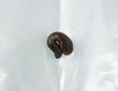 Haemadipsa zeylanica