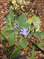 Cicerbita prenanthoides