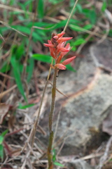 Sacoila lanceolata