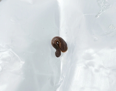 Haemadipsa zeylanica