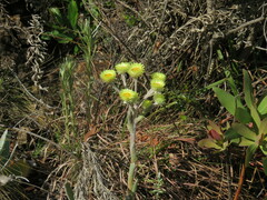 Helichrysum foetidum