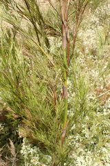 Restio paniculatus