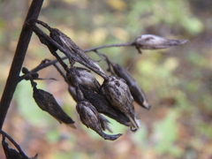 Cicerbita prenanthoides