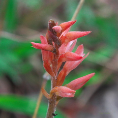 Sacoila lanceolata