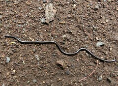 Leptotyphlopidae