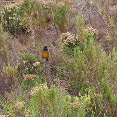 Anthobaphes violacea