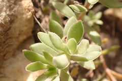 Crassula obtusa
