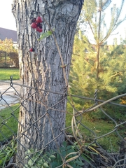 Lonicera periclymenum