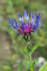 Centaurea semidecurrens