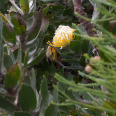 Anthobaphes violacea