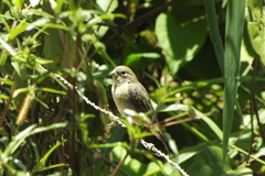 Sporophila