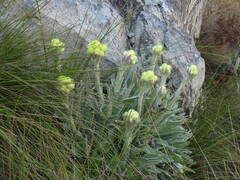 Helichrysum foetidum