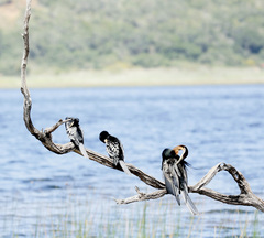 Anhinga rufa