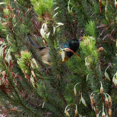 Anthobaphes violacea