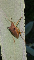 Euschistus