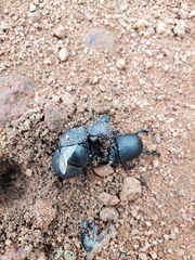 Geotrupes opacus