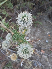 Echinops spinosissimus