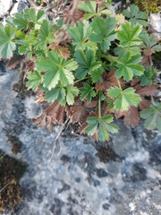 Potentilla verna