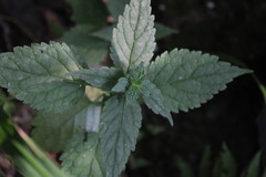 Urtica dioica