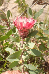 Protea punctata