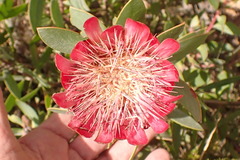 Protea punctata