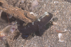 Cryptocentrus fasciatus
