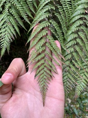 Lophosoria quadripinnata