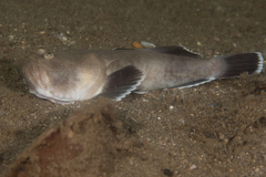 Uranoscopus sulphureus