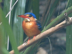 Alcedo meninting