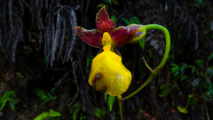 Cyrtochilum aureum