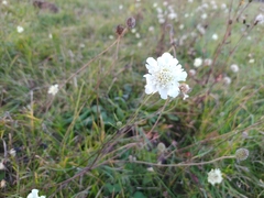 Scabiosa ochroleuca