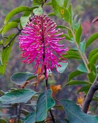 Oreocallis grandiflora