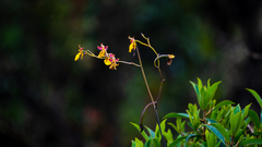 Cyrtochilum aureum