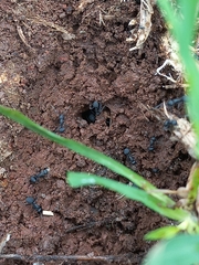 Polyrhachis lacteipennis