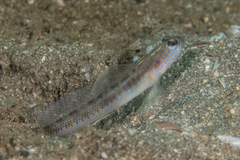 Dorsalspot Shrimpgoby photo 4