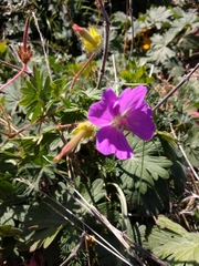 Geranium sanguineum