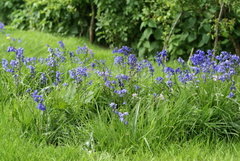 Hyacinthoides